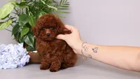 Helios red asian puppy, a male Poodle - Toy  for sale in Miami, FL – 1 of 5