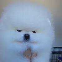 Giovanni, a female Pomeranian for sale in Miami, FL – 2 of 3