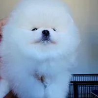 Giovanni, a female Pomeranian for sale in Miami, FL – 3 of 3