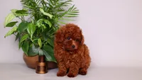 Helios red asian puppy, a male Poodle - Toy  for sale in Miami, FL – 2 of 5