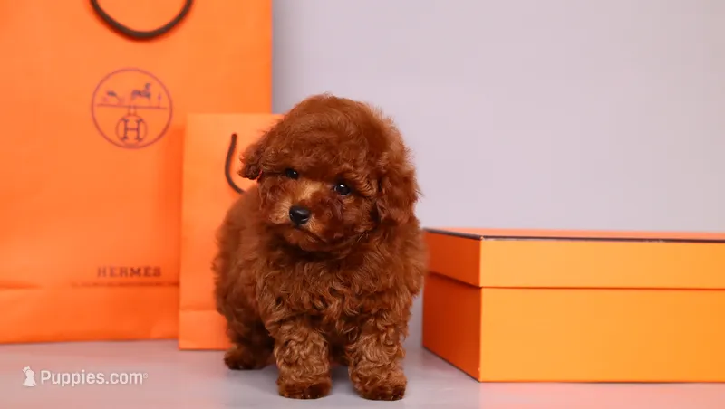 Hermes Birkin – Poodle - Toy  puppy for sale in Miami, FL