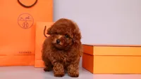 Hermes Birkin, a male Poodle - Toy  for sale in Miami, FL – 1 of 5