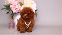 Helene asian teacup, a female Poodle - Toy  for sale in Miami, FL – 4 of 6