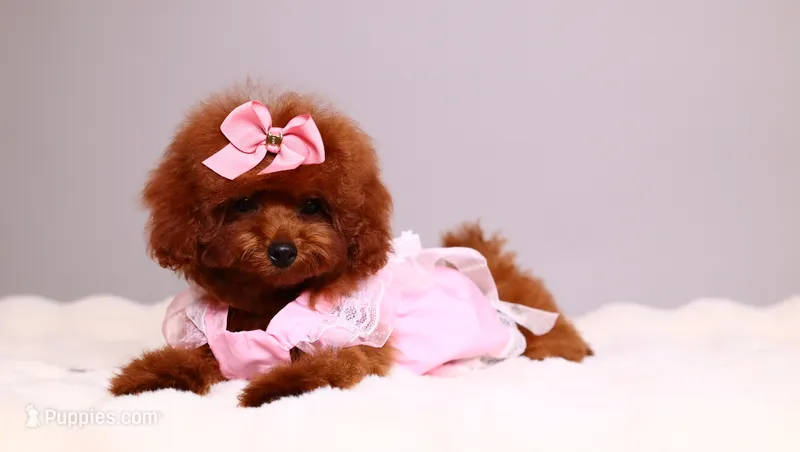Mahogany Ruby – Poodle - Toy  puppy for sale in Miami, FL