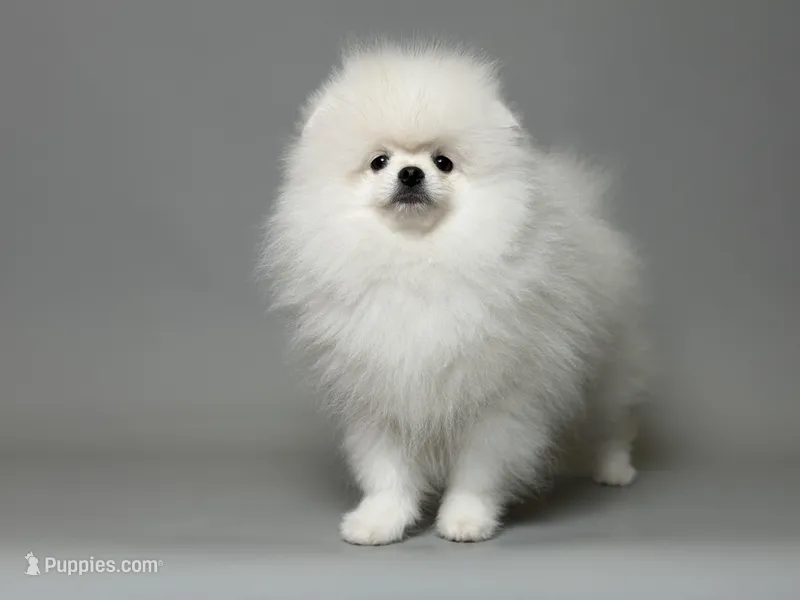 Nik – Pomeranian puppy for sale in Miami, FL