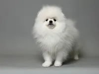 Nik, a male Pomeranian for sale in Miami, FL – 1 of 3