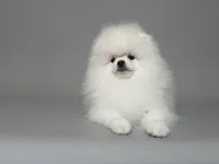 Nik, a male Pomeranian for sale in Miami, FL – 3 of 3