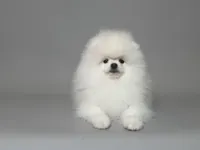 Nik, a male Pomeranian for sale in Miami, FL – 2 of 3