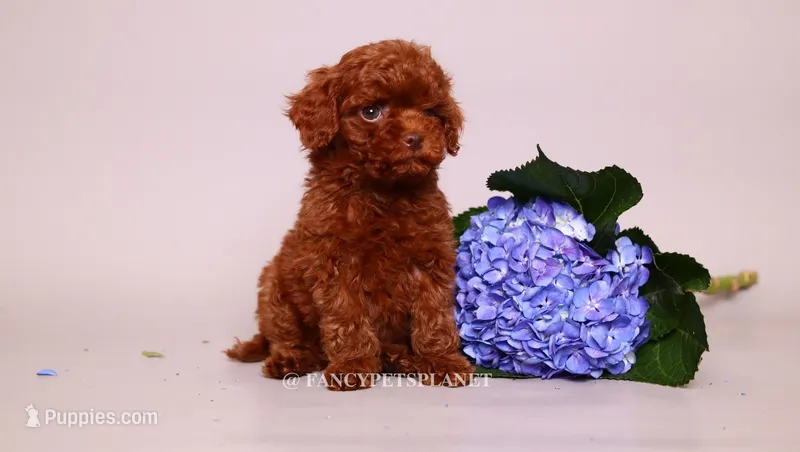 Asian Teacup baby – Poodle - Toy  puppy for sale in Miami, FL