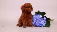 Asian Teacup baby, a male Poodle - Toy  for sale in Miami, FL – 1 of 3