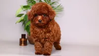 Helios red asian puppy, a male Poodle - Toy  for sale in Miami, FL – 3 of 5
