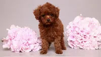 Lara, a female Poodle - Toy  for sale in Miami, FL – 3 of 3