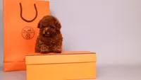 Hermes Birkin, a male Poodle - Toy  for sale in Miami, FL – 5 of 5