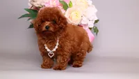 Helene asian teacup, a female Poodle - Toy  for sale in Miami, FL – 2 of 6