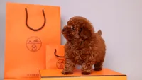 Hermes Birkin, a male Poodle - Toy  for sale in Miami, FL – 2 of 5