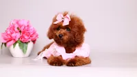 Mahogany Ruby, a female Poodle - Toy  for sale in Miami, FL – 3 of 3