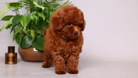 Helios red asian puppy, a male Poodle - Toy  for sale in Miami, FL – 4 of 5
