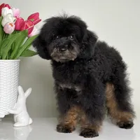 Mateo, a male Poodle - Miniature  for sale in Miami, FL – 3 of 3