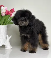 Mateo, a male Poodle - Miniature  for sale in Miami, FL – Photo 3 of 3