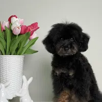 Mateo, a male Poodle - Miniature  for sale in Miami, FL – 2 of 3