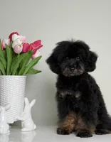 Mateo, a male Poodle - Miniature  for sale in Miami, FL – Photo 2 of 3
