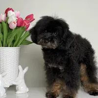 Mateo, a male Poodle - Miniature  for sale in Miami, FL – 1 of 3