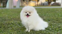 Marisol, a female Pomeranian for sale in Miami, FL – Photo 1 of 3