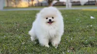 Marisol, a female Pomeranian for sale in Miami, FL – Photo 2 of 3