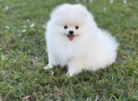 Marisol, a female Pomeranian for sale in Miami, FL – Photo 3 of 3