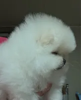 Bella, a  Pomeranian for sale in Miami, FL – Photo 3 of 4