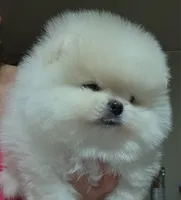 Bella, a  Pomeranian for sale in Miami, FL – Photo 4 of 4