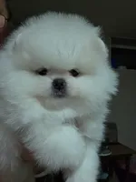 Bella, a  Pomeranian for sale in Miami, FL – Photo 2 of 4