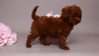 Lara, a female Poodle - Toy  for sale in Miami, FL – 2 of 3