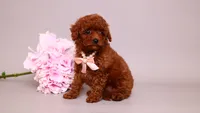Ela, a female Poodle - Toy  for sale in Miami, FL – 3 of 3