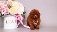 Helene asian teacup, a female Poodle - Toy  for sale in Miami, FL – 6 of 6