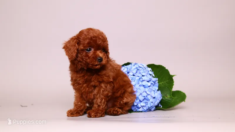 Ernie – Poodle - Toy  puppy for sale in Miami, FL