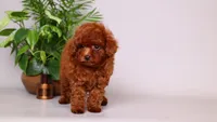 Helios red asian puppy, a male Poodle - Toy  for sale in Miami, FL – 5 of 5