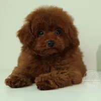 Mars, a male Poodle - Toy  for sale in Miami, FL – Photo 1 of 2