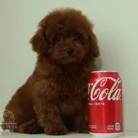 Mars, a male Poodle - Toy  for sale in Miami, FL – Photo 2 of 2