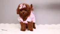 Mahogany Ruby, a female Poodle - Toy  for sale in Miami, FL – 2 of 3