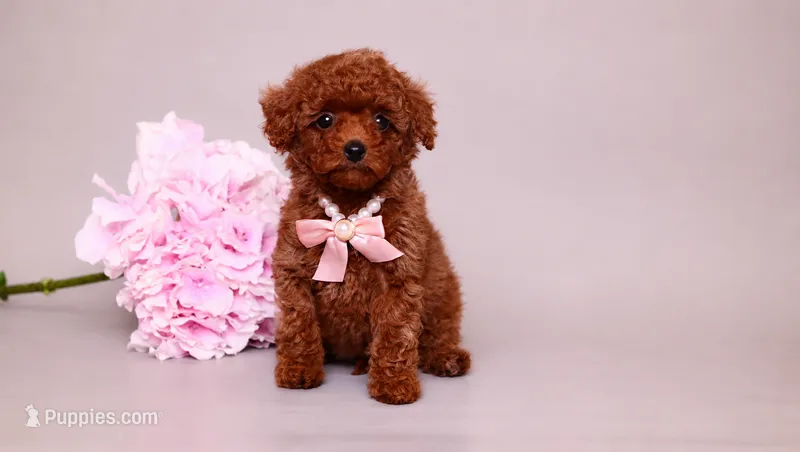 Ela – Poodle - Toy  puppy for sale in Miami, FL