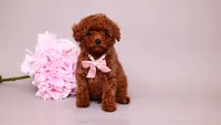 Ela, a female Poodle - Toy  for sale in Miami, FL – 1 of 3