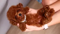 Helene asian teacup, a female Poodle - Toy  for sale in Miami, FL – 5 of 6