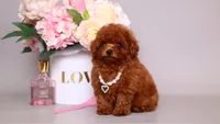 Helene asian teacup, a female Poodle - Toy  for sale in Miami, FL – 3 of 6