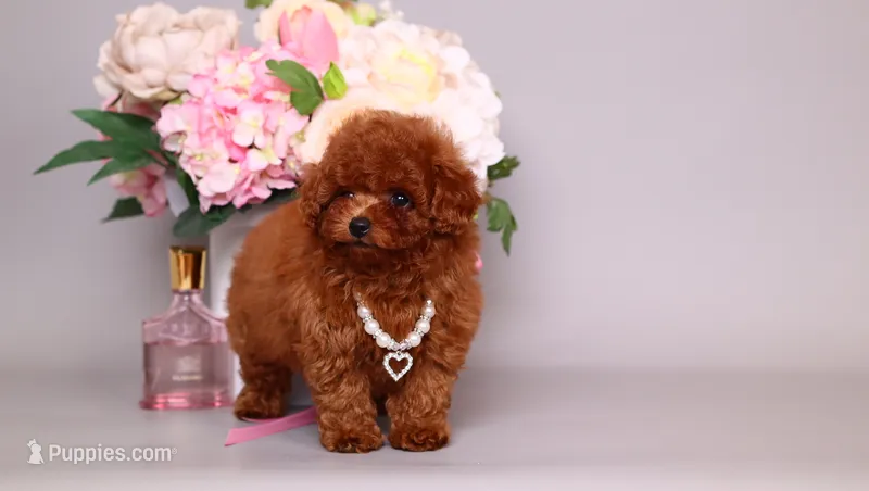 Helene asian teacup – Poodle - Toy  puppy for sale in Miami, FL