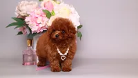 Helene asian teacup, a female Poodle - Toy  for sale in Miami, FL – 1 of 6