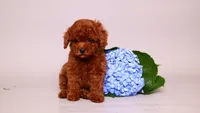 Ernie, a male Poodle - Toy  for sale in Miami, FL – 2 of 3