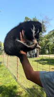 Bear, a male Aussiedoodle for sale in Checotah, OK – 2 of 2