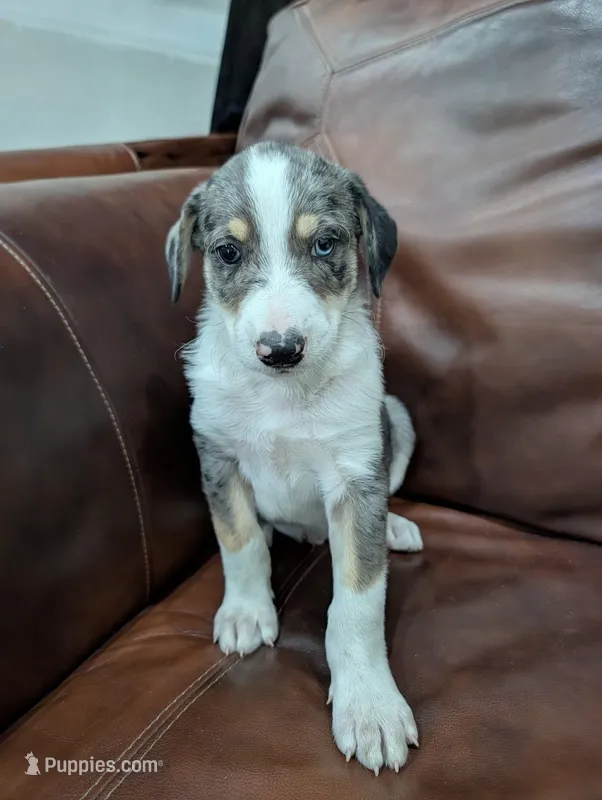 Jet – Aussiedoodle puppy for sale in Checotah, OK