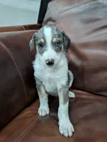 Jet, a male Aussiedoodle for sale in Checotah, OK – 1 of 1